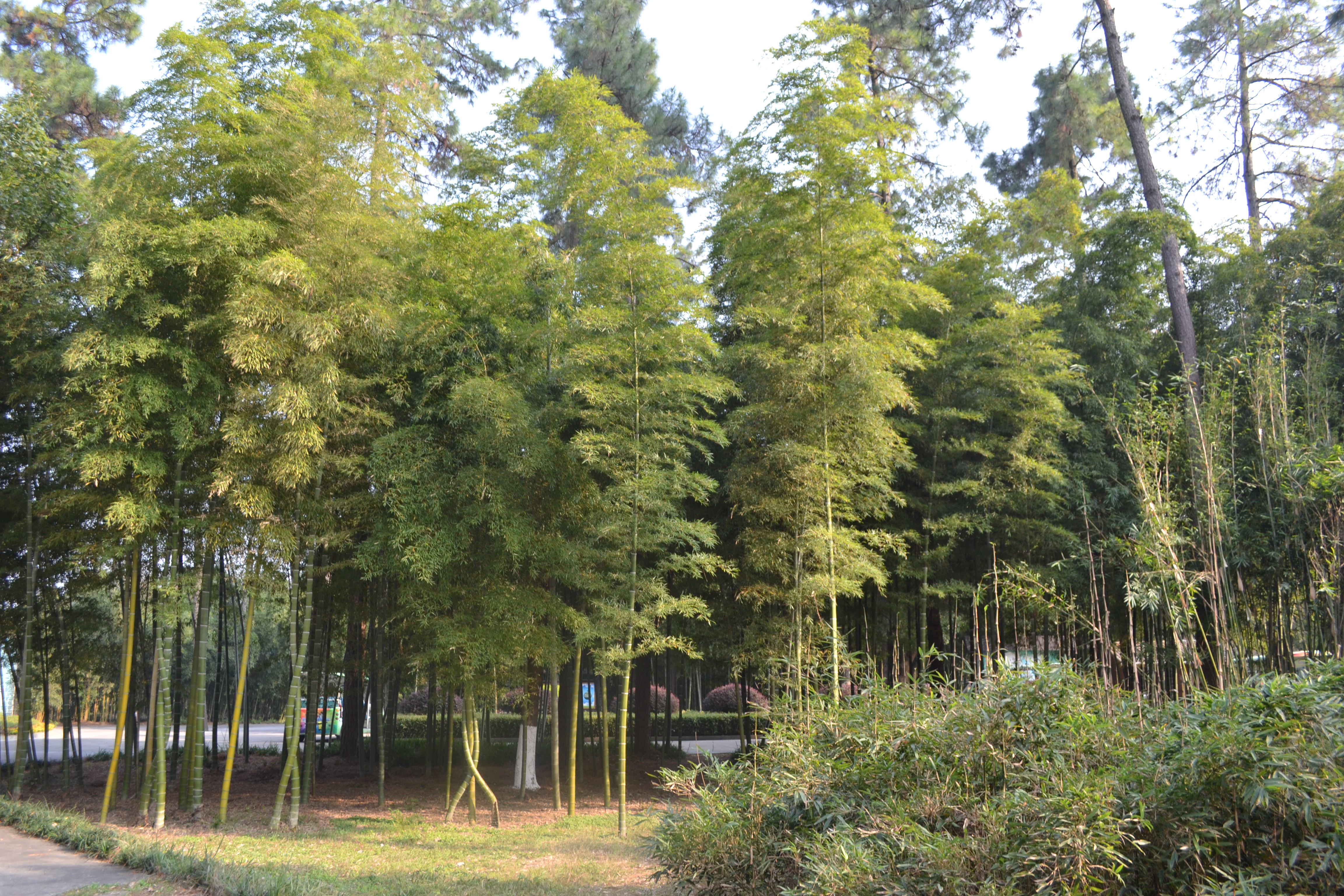 Anji bamboo garden